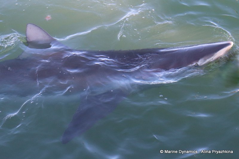 Bronze whaler sharks, Gansbaai, south africa, Shark cage diving